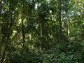 Selva de Camboya