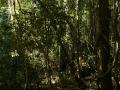 Dschungel in Kamboscha