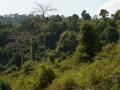 Dschungel in Kamboscha