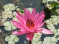 Purpur Wasserlilie