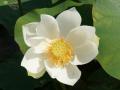 Weisse Lotusblüte