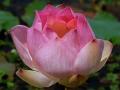 Pink Lotusblüte