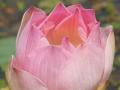 Rosa Lotusblüte