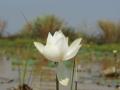 Weisse Lotusblüte Hintergrundbild