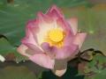Schöne rosa Lotusblüte