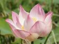 Schöne rosa Lotusblüte