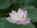Rosa Lotus Blume