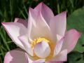 Rosa Lotusblume Hintergrundbilder