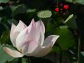Rosa Lotus Hintergrundbild mit Herz