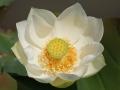 Schöne weisse Lotusblume