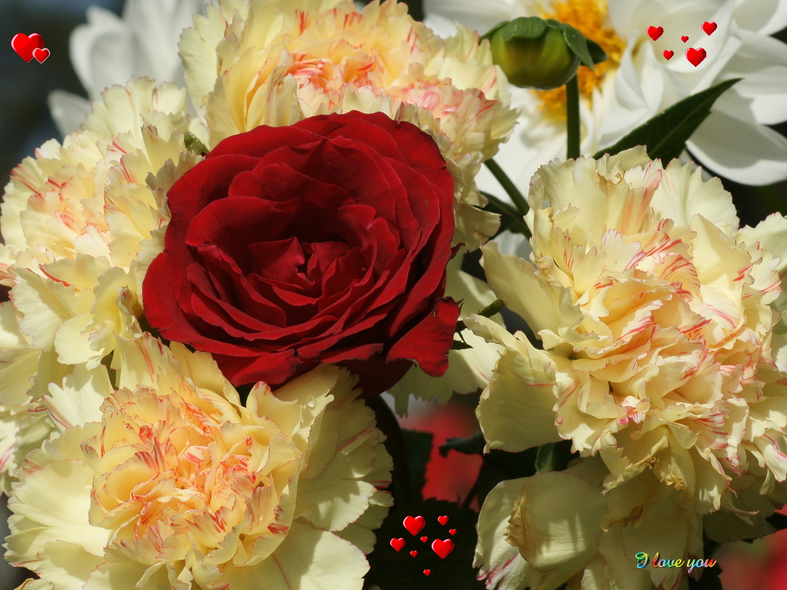 Red Rose I Love You Wallpaper