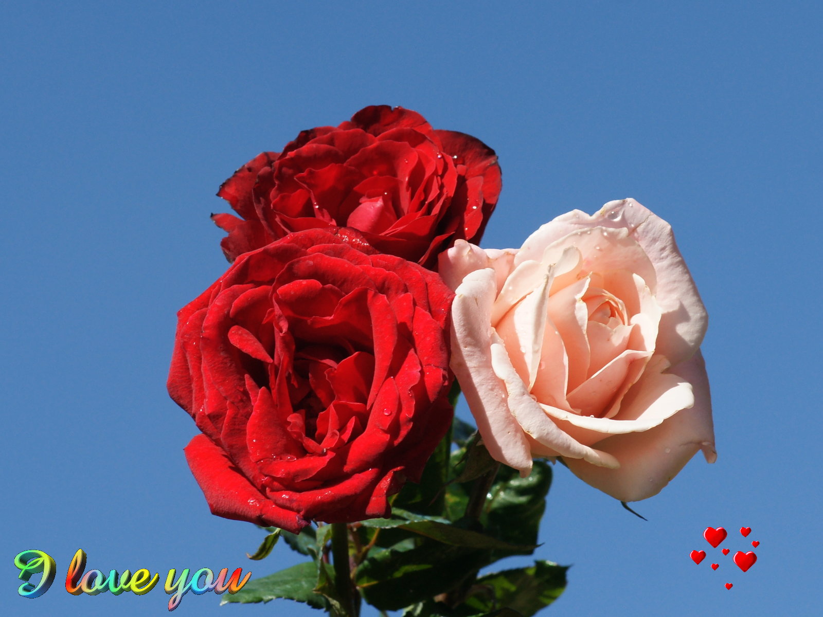 Rose I Love You