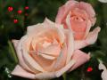 Most beautiful pink rose
