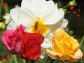 Sweet roses with white dahlia