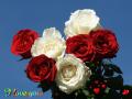 Heavenly roses - I love you