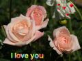 Most beautiful pink roses - I love you