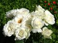 white roses and hearts