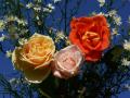 Colorful roses wallpaper