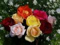 Most beautiful colorful roses