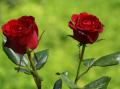 Dark red roses of love