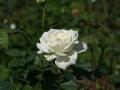 Beautiful white rose wallpaper