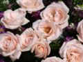 Most beautiful soft pink rose background