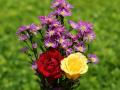 Red/yellow roses