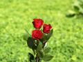 Red roses of love wallpaper