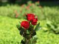 Red roses of love photo wallpaper