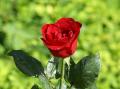 Red rose of love wallpaper