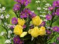 Yellow roses of love