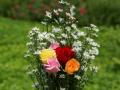 Most beautiful roses of love