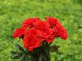 Red roses bouquet wallpaper
