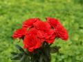 Red roses bouquet wallpaper