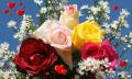 beautiful roses