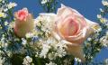 pink roses