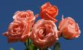 pink roses - N900 wallpaper