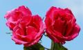 pink roses
