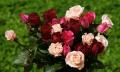pink and red roses