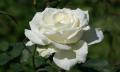 white rose - N900 wallpaper 800x480px