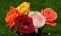 colorful roses bouquet