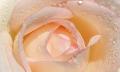pink rose
