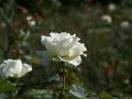 White roses photo