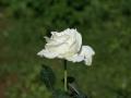 White rose photo