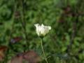 White rose photo