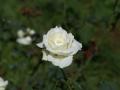 White rose photo