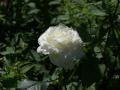 White rose photo