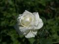 White rose photo