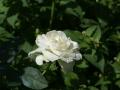 White rose photo