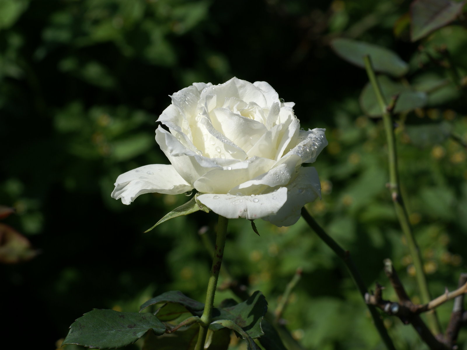 The White Rose [1914]